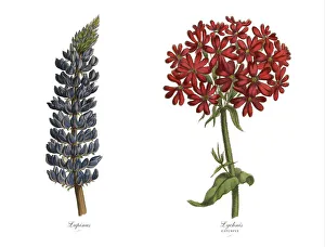 Victorian Botanical Illustration of Catchfly and Lupinus Plants Victorian Botanical Illustration of Catchfly and Lupinus Plants