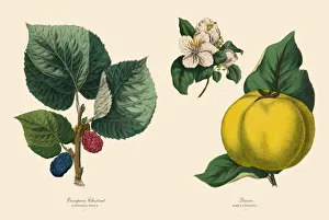Victorian Botanical Illustration of Chestnut Tree and Quince Plants Victorian Botanical Illustration of Chestnut Tree and Quince Plants