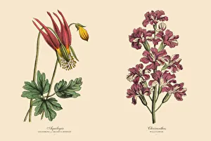 Victorian Botanical Illustration of Columbine and Wallflower Plants Victorian Botanical Illustration of Columbine and Wallflower Plants