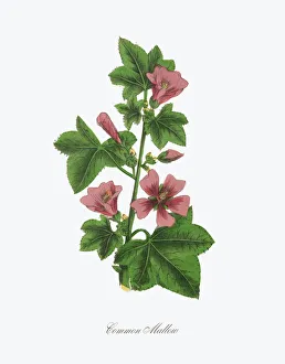 Victorian Botanical Illustration of Common Mallow Victorian Botanical Illustration of Common Mallow