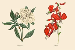 Victorian Botanical Illustration of Cuphaea and Gardenia Plants Victorian Botanical Illustration of Cuphaea and Gardenia Plants
