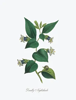Victorian Botanical Illustration of Deadly Nightshade Victorian Botanical Illustration of Deadly Nightshade