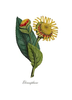 Victorian Botanical Illustration of Elecamphane or Horseheal Victorian Botanical Illustration of Elecamphane or Horseheal