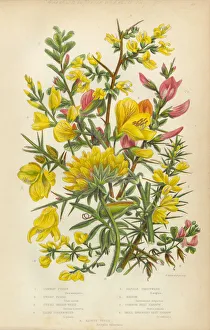 Victorian Botanical Illustration: Furze, Greenweed, Harrow and Vetch Victorian Botanical Illustration: Furze, Greenweed, Harrow and Vetch