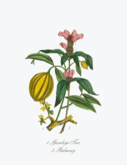 Victorian Botanical Illustration of Gamboge Tree and Balmony Victorian Botanical Illustration of Gamboge Tree and Balmony