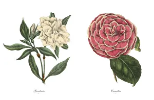 Victorian Botanical Illustration of Gardenia and Camellia Plants Victorian Botanical Illustration of Gardenia and Camellia Plants
