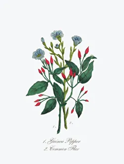 Victorian Botanical Illustration of Guinea Pepper and Common Flax Victorian Botanical Illustration of Guinea Pepper and Common Flax