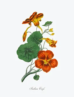 Victorian Botanical Illustration of Indian Crefs Victorian Botanical Illustration of Indian Crefs
