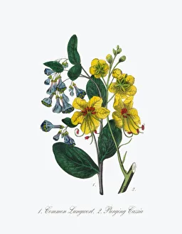 Victorian Botanical Illustration of Lungwort and Cassia Victorian Botanical Illustration of Lungwort and Cassia