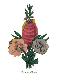 Victorian Botanical Illustration of Pasque Flower Victorian Botanical Illustration of Pasque Flower