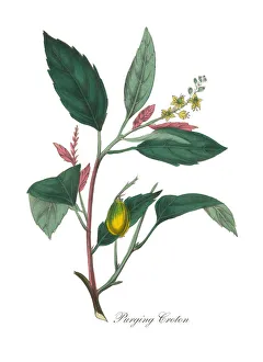 Victorian Botanical Illustration of Purging Croton Victorian Botanical Illustration of Purging Croton