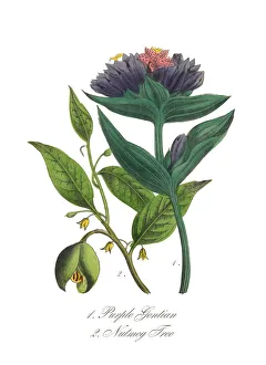 Victorian Botanical Illustration of Purple Gentian and Nutmeg Tree Victorian Botanical Illustration of Purple Gentian and Nutmeg Tree