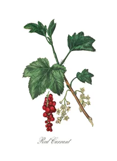 Victorian Botanical Illustration of Red Currant Victorian Botanical Illustration of Red Currant