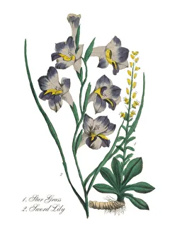 Victorian Botanical Illustration of Star Grass and Sword Lily Victorian Botanical Illustration of Star Grass and Sword Lily