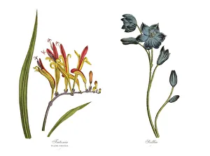 Victorian Botanical Illustration of Tritonia and Scillia Plants Victorian Botanical Illustration of Tritonia and Scillia Plants