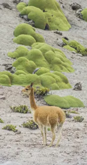 Vicuna or Vicugna -Vicugna vicugna- with Yareta or Llareta cushion plants -Azorella Vicuna or Vicugna -Vicugna vicugna- with Yareta or Llareta cushion plants -Azorella