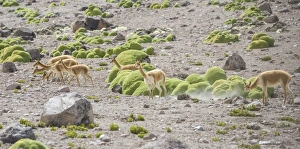 Vicunas or Vicugnas -Vicugna vicugna- with Yareta or Llareta cushion plants -Azorella Vicunas or Vicugnas -Vicugna vicugna- with Yareta or Llareta cushion plants -Azorella