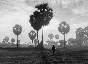 Vietnam - A farmer go to work under the jaggery trees in early morning at An Giang Vietnam - A farmer go to work under the jaggery trees in early morning at An Giang