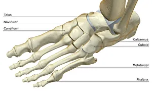 above view, anatomy, bone, bone structure, bone structure of the foot, bones, bones of the foot above view, anatomy, bone, bone structure, bone structure of the foot, bones, bones of the foot