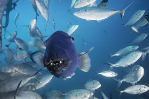 Front on view of an Australian blue groper among a large school of jacks, Neptune Islands Front on view of an Australian blue groper among a large school of jacks, Neptune Islands