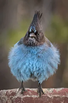 Front view of a blue Jay fluffing his feathers Front view of a blue Jay fluffing his feathers