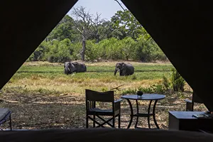 View from inside luxury tent onto the river bank with elephants grazing, Machaba Camp View from inside luxury tent onto the river bank with elephants grazing, Machaba Camp