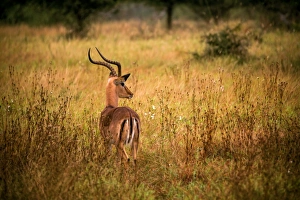 View of a Male Impala with Lyre-Shaped Horns, White Tail and Several Black Markings View of a Male Impala with Lyre-Shaped Horns, White Tail and Several Black Markings