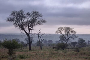 Cape Floral Region Protected Areas Collection: View of South African Trees and Scrubs in the Misty Foggy Morning at Kruger National Park