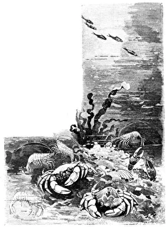 View under water with crab, crabs, crayfish, shrimps and prawns - 1896 View under water with crab, crabs, crayfish, shrimps and prawns - 1896