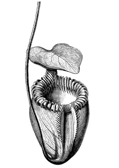 Villose Pitcher-Plant (Nepenthes villosa) Villose Pitcher-Plant (Nepenthes villosa)