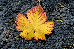 Vine leaf with autumn colours on grapes, Baden-Wurttemberg, Germany Vine leaf with autumn colours on grapes, Baden-Wurttemberg, Germany