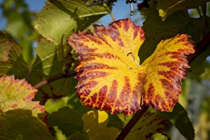 Vine leaf with autumn colours on the vine, Baden-Wurttemberg, Germany Vine leaf with autumn colours on the vine, Baden-Wurttemberg, Germany