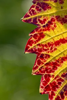 Vine leaf with autumnal colours, Baden-Wurttemberg, Germany Vine leaf with autumnal colours, Baden-Wurttemberg, Germany
