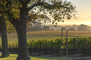 Vineyards of Groot Constantia Estate. Cape Town. RSA Vineyards of Groot Constantia Estate. Cape Town. RSA