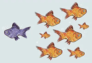 Violet goldfish standing out from the crowd Violet goldfish standing out from the crowd