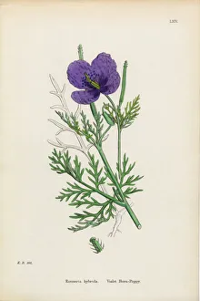 Violet Horn Poppy, Roemeria hybrida, Victorian Botanical Illustration, 1863 Violet Horn Poppy, Roemeria hybrida, Victorian Botanical Illustration, 1863