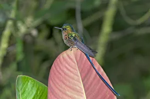 Violet-tailed Sylph -Aglaiocercus coelestis-, in its habitat, Tandayapa region, Andean cloud forest, Ecuador Violet-tailed Sylph -Aglaiocercus coelestis-, in its habitat, Tandayapa region, Andean cloud forest, Ecuador