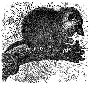 The Virginia opossum (Didelphis virginiana) The Virginia opossum (Didelphis virginiana)