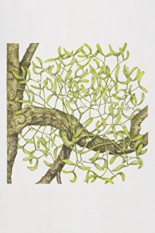 Viscum album, Mistletoe growing on tree branch Viscum album, Mistletoe growing on tree branch