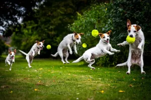 Fine Art Dogs Prints: Composite of a jumping Jack Russell