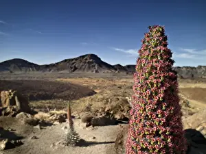 Canary Islands Nature Reserves Prints: Volcano
