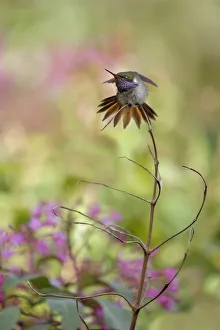 Volcano Hummingbird (Selasphorus flammula) Volcano Hummingbird (Selasphorus flammula)