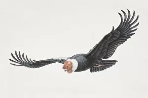 Images Dated 22nd June 2006: Vultur gryphus, Andean Condor in flight