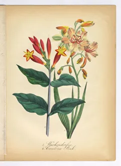 Wachendorfia and Canna Carolina Pink Victorian Botanical Illustration Wachendorfia and Canna Carolina Pink Victorian Botanical Illustration