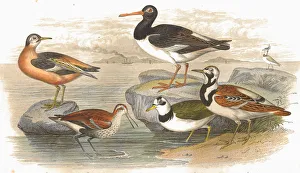Wading birds Antique Lithograph from 1852 Wading birds Antique Lithograph from 1852