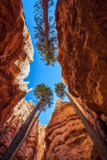Wall Street, Bryce Canyon National Park, Utah, USA Wall Street, Bryce Canyon National Park, Utah, USA