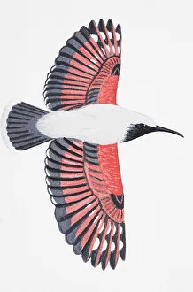 Wallcreeper (Tichodroma muraria), adult male Wallcreeper (Tichodroma muraria), adult male