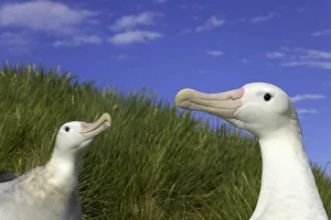 Two wandering albatross (Diomedea exulans) in courtship display Two wandering albatross (Diomedea exulans) in courtship display