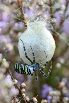 Wasp Spider or Orb-weaving Spider -Argiope bruennichi-, spinning a cocoon, Emsland Wasp Spider or Orb-weaving Spider -Argiope bruennichi-, spinning a cocoon, Emsland