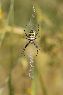 Wasp Spider or Zebra Spider -Argiope bruennichi-, female sitting in a web, North Rhine-Westphalia, Germany Wasp Spider or Zebra Spider -Argiope bruennichi-, female sitting in a web, North Rhine-Westphalia, Germany